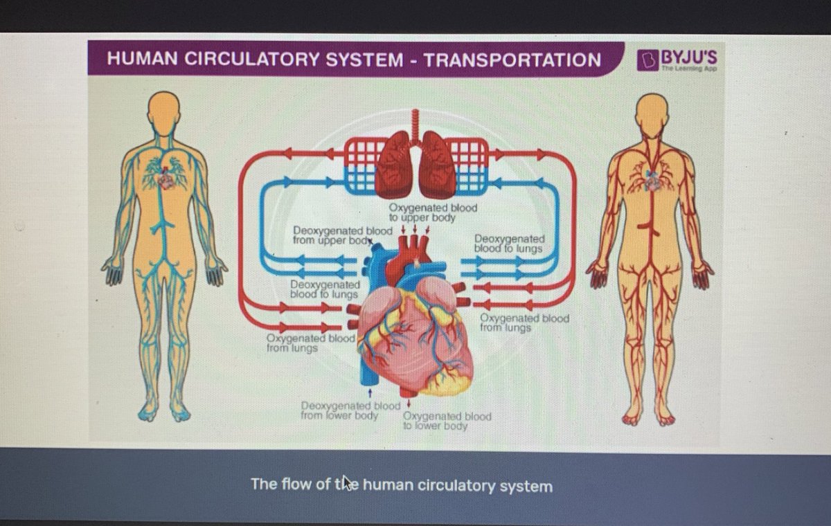 Mrs_Pastore's tweet photo. Some awesome presentations from my virtual students! Organ systems student led lessons, and virus/disease infographics! 👏🏼📰🦠🩺 @StJoachimDPCDSB https://t.co/WPFeFtTpdv