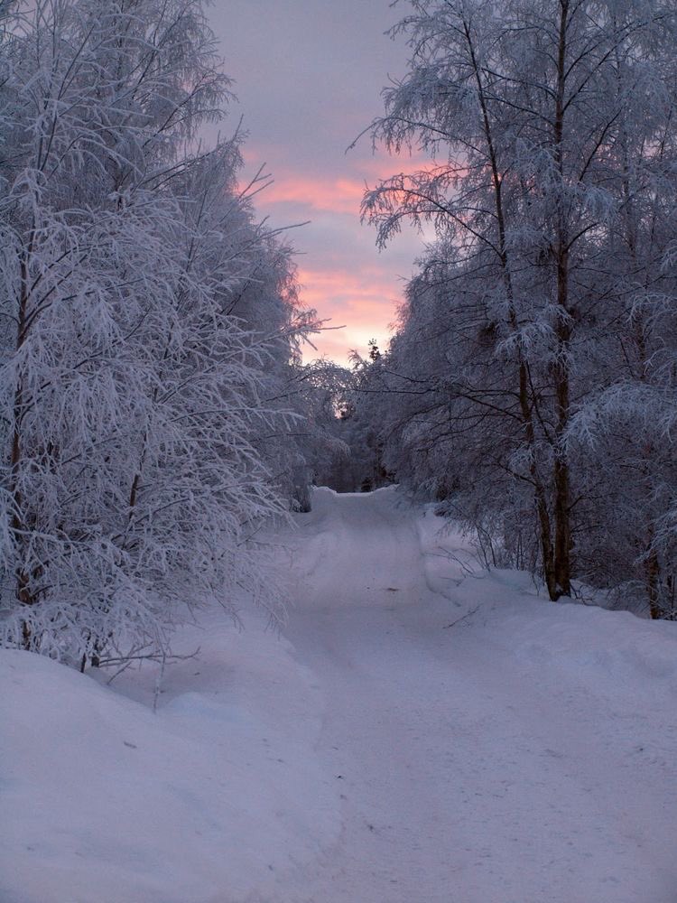 apolobelvedere's tweet photo. thinking about the very specific darkness that comes with snowy evenings https://t.co/z2kMgRDWKi