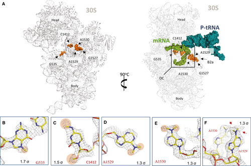 FEBS_Letters's tweet photo. #CryoEM structure of the #Staphylococcus aureus #ribosome functional complex at 3.2 Å resolution ➜https://t.co/7eMwKr2RZo #antibioticresistance #multidrugresistance #superbugs #rRNA #ribosomalRNA #newantibiotics #structurebased #drugdesign #molecularmachines #structuralbiology https://t.co/nnzei4eVEA