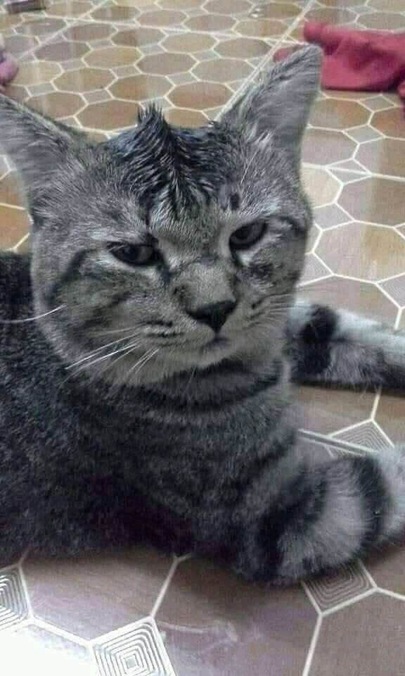 pets_fun_house's tweet photo. The cat : am I a joke to you? https://t.co/sicNwSr8uV