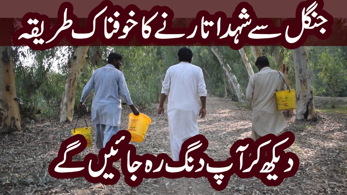 XReporter2's tweet photo. Jungle Boys Harvest Honey From A Bee Hive | X Reporter https://t.co/bmqSvFJSfH via @YouTube https://t.co/uouQVIsZhj