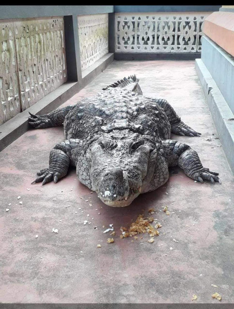 Beauty of Tulunad on Twitter: "The Vegetarian Crocodile Babiya In The Lake Temple Ananthapadmanabha Swamy at Kumbla, Kasaragod ..😍 #Tulunad #Kumbale #Kasaragod… https://t.co/eavGTPOV8i"
