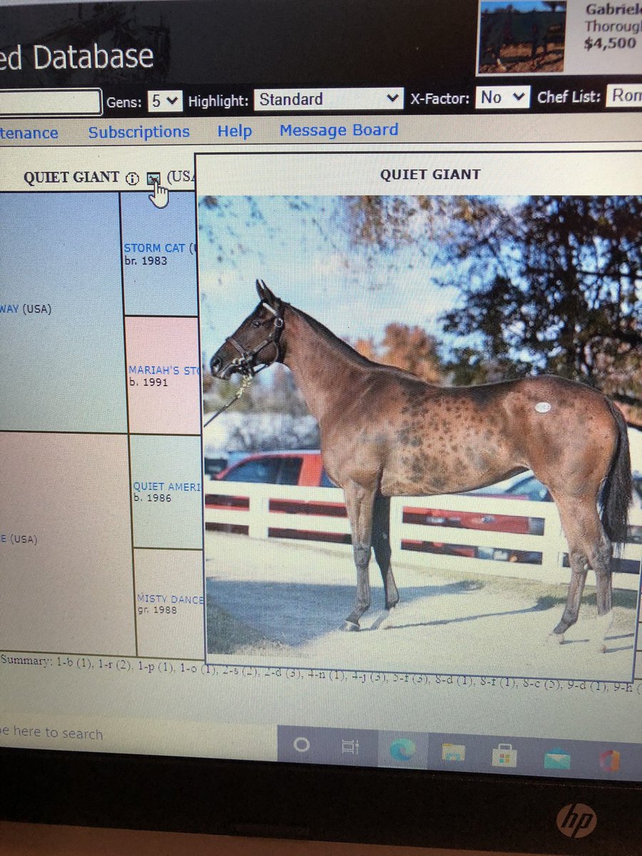 JackpotNick's tweet photo. #liverspots on this nice mare?  What would you call it? https://t.co/k7KLPIS97d