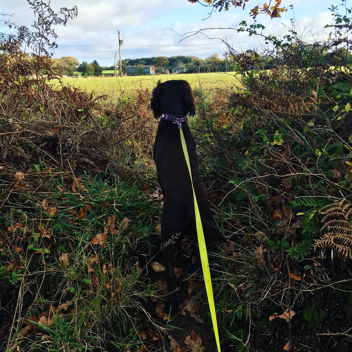 Throwmeabone2's tweet photo. What a beautiful sunny morning walk with Rolo 
#GoodMorningTwitterWorld #TwitterNatureCommunity #Autumnwatch #countryside #northnorfolk #dogwalker #Rainorshine https://t.co/yEVDlTJMa2