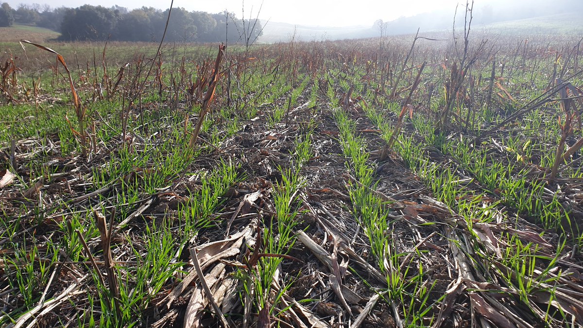 EcoplanetBio's tweet photo. #ECOPLANET🌎♻️✅
Los canales que generan las lombrices son autopistas para las raíces y son también fundamentales para lograr una buena aireación y un buen drenaje.
.@HermanPnf
.@agroecologiaact
.@8361f7df4f954b9
.@AJjnaveda
.@AnaMaraChacnGu1 https://t.co/Zr9DQBqADl