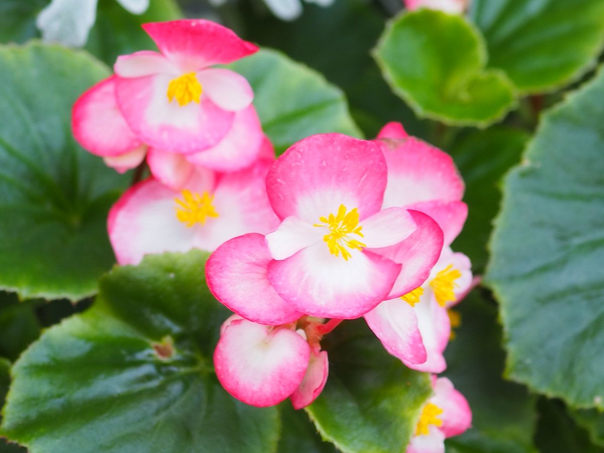 Hashtag ﾍﾞｺﾞﾆｱ Na Twitteri