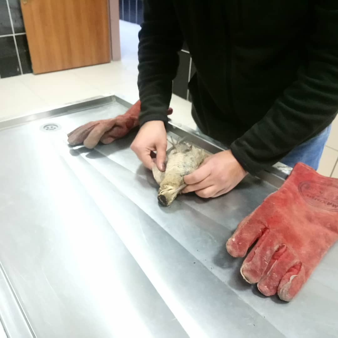 Kars Merkez Yusufpaşa mahallesinde duyarlı bir vatandaşımız tarafından güçten düşmüş halde bulunan Su çulluğu Kafkas Yaban Hayvanı Kurtarma ve Rehabilitasyon Merkezine getirilerek tedavisine başlanmıştır.