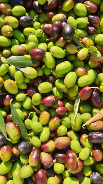 PiacereGusto's tweet photo. All' Agriturismo Biorussi - #Gargano la raccolta delle olive continua senza soste.
https://t.co/8s68pfFixG
#olive #olio #oliobio #olioevo https://t.co/iMLaEMJ0e8