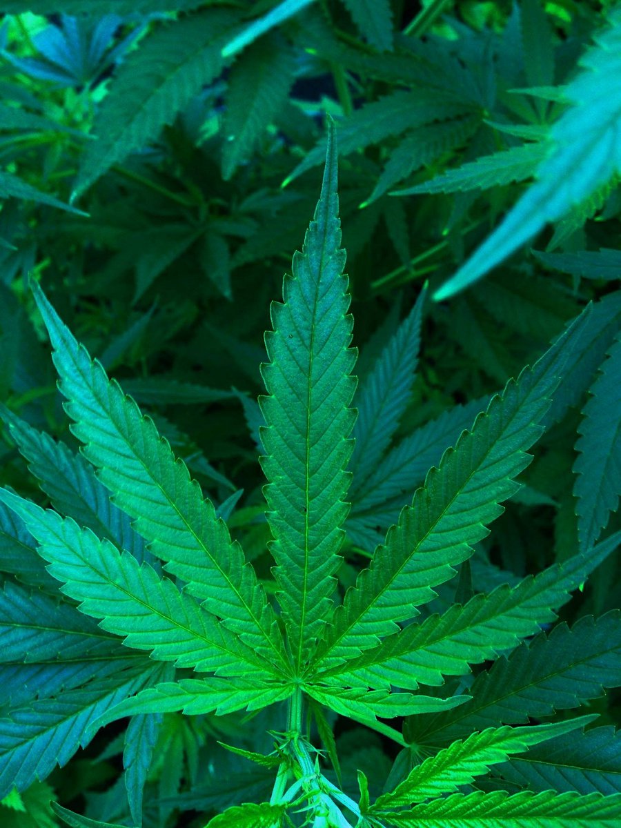 tomangell's tweet photo. TODAY: Marijuana officials from 19 states are announcing the formation of the new Cannabis Regulators Association, which aims to share best practices across jurisdictions and coordinate policies as legalization spreads.
https://t.co/OLMIWQ12Q3 https://t.co/CuJDsS5xcJ