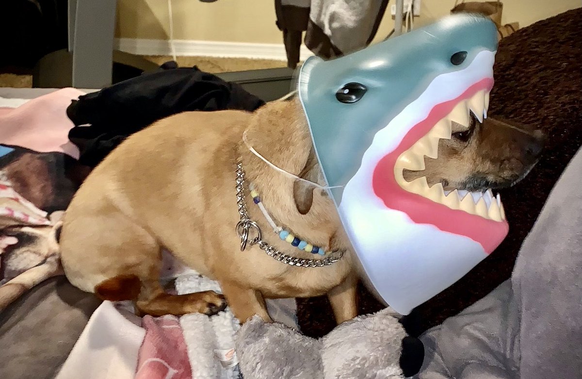 amyhermes's tweet photo. Hey @lindybrandon @zehicle @KevJosephAllen @tcrawford @sriramhere
#SharkFace
#DoggieSharkDooDooDoo https://t.co/XFcJie1t5E