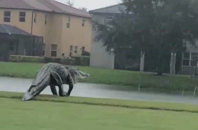 LepapillonBlu's tweet photo. HUGE FLORIDA GATOR! 🐊👀 Yep, this monster is real. Caught on camera during Hurricane Eta near Mar-a-Lago seems to be looking for a juicy orange hamberber 🤣Credit: Jeff Jones https://t.co/7pEkhMR9D3