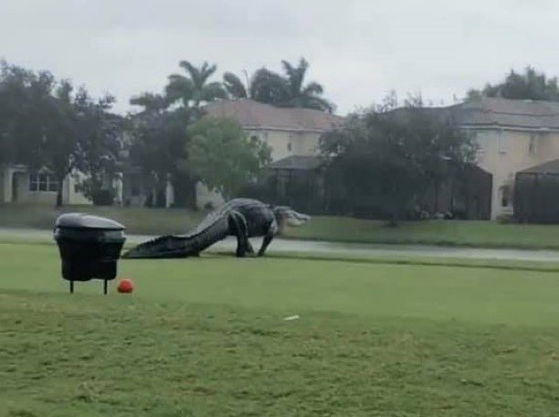 LepapillonBlu's tweet photo. HUGE FLORIDA GATOR! 🐊👀 Yep, this monster is real. Caught on camera during Hurricane Eta near Mar-a-Lago seems to be looking for a juicy orange hamberber 🤣Credit: Jeff Jones https://t.co/7pEkhMR9D3