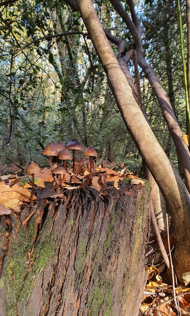 EmmaFowlerAsia's tweet photo. Some beautiful #CommonBonnet mushrooms on my walk this morning, Mycena Galericulata πβ€πβ€π https://t.co/pXCLQ0oPuP