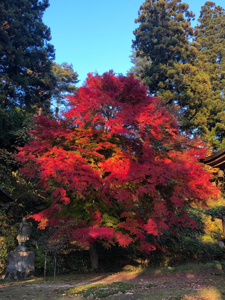 KanpaiFR's tweet photo. 2e journée de notre press-tour #Tohoku, à #OkuAizu où les koyo sont à leur apogée :
🌳 Balade en forêt à #Tadami et au lac #Numazawa
♨️ Déjeuner et #onsen à Hayato Tsuru no Yu
🌉 Pont n°1 de la rivière Tadami (Mishima)
🏘 Village #Yanaizu
🏨 Soirée ryokan à #AizuWakamatsu https://t.co/Bavjffh0S0