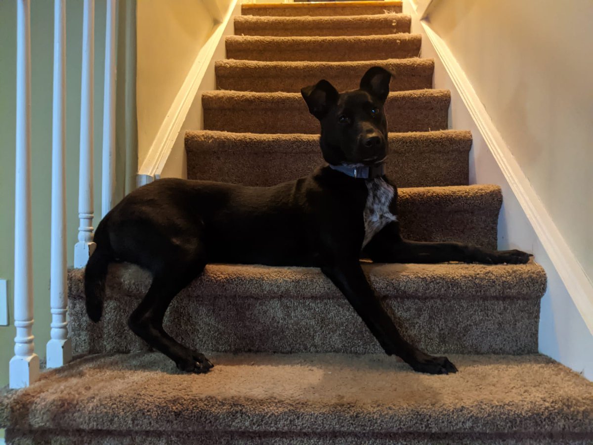 BattistRock's tweet photo. A little puppy gorgeousness to grace your timeline on this great Thursday 😌. #Artemis #Supermodelpup https://t.co/yPWbF11YcA