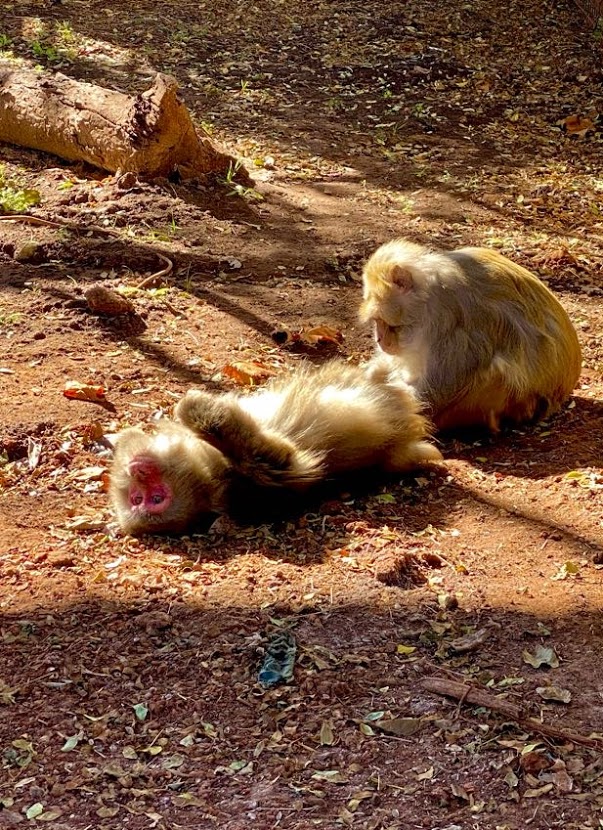 okprimates's tweet photo. Joe grooms Ping!  We love seeing the monkeys relaxing in the sun. #sanctuarylife #ThursdayMotivation https://t.co/2GptTNZ4o8