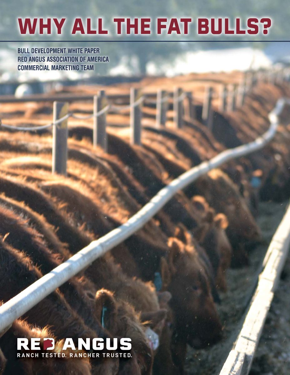 RedAngusAmerica's tweet photo. The RAAA has authored an industry-focused white paper to provide seedstock breeders with greater understanding and perspective on the bull development process.
Access the entire white paper at: https://t.co/xiRob5EqcK
#redangus #profitrepeat #industryeducation https://t.co/whWMNShkqP