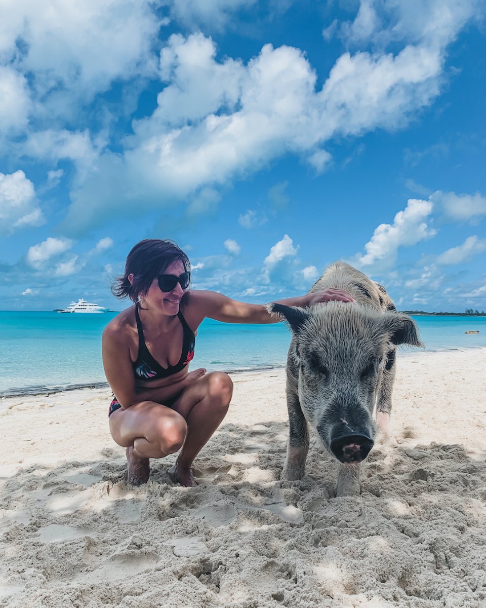 Pigs of Paradise tweet media