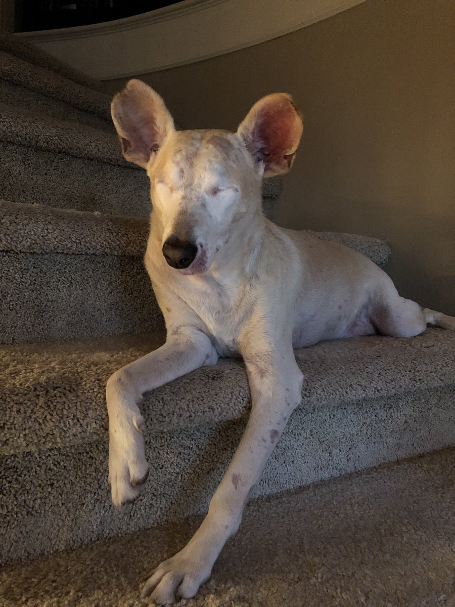 He loves the stairs!