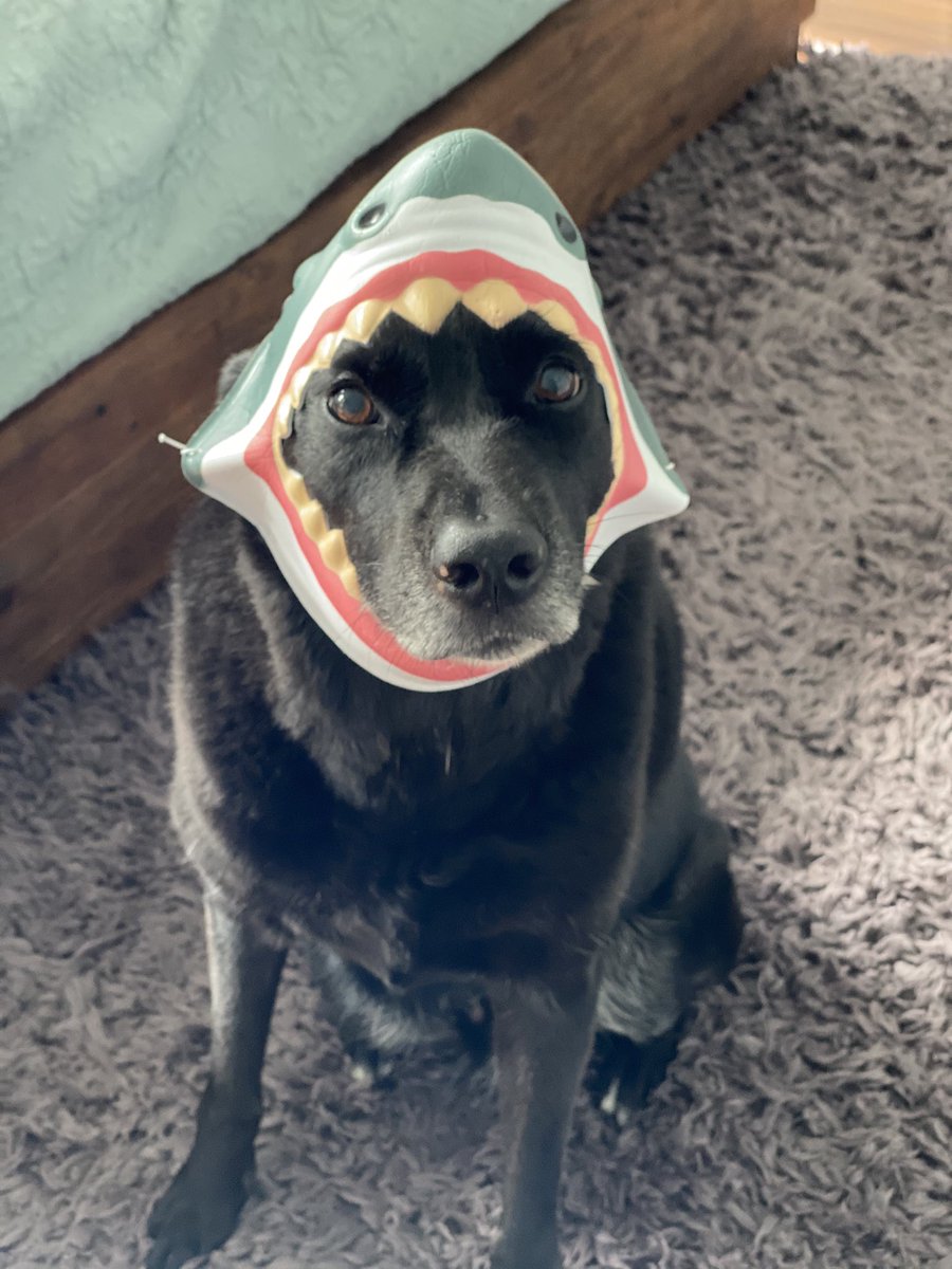 KevJosephAllen's tweet photo. @amyhermes @lindybrandon @zehicle @tcrawford @sriramhere 🤣🤣🤣 #SharkFace forever!!!! Bixby LOVED every second of this photo shoot. https://t.co/ulpsybcCX0