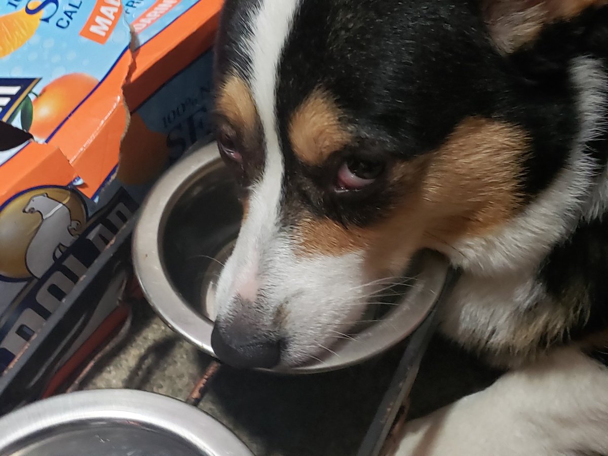 lucithecorgi's tweet image. Stasaaaaaaarrrving :(