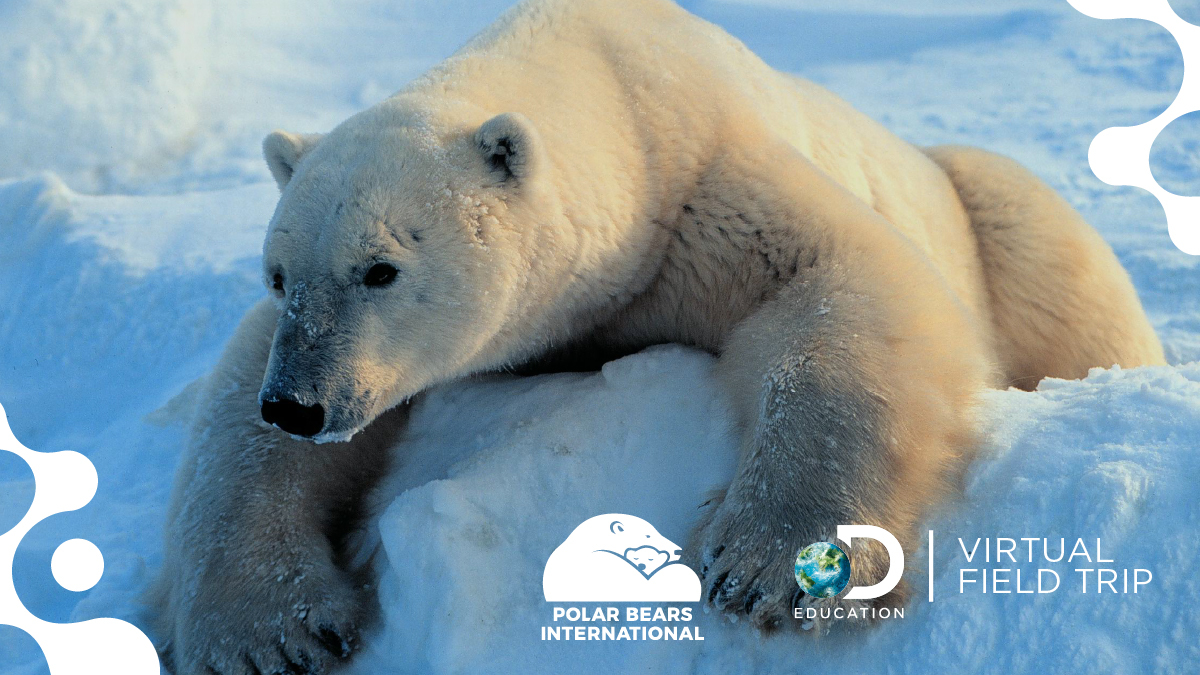 Premiering at 12PM ET: The Phenomena of Polar Bears Migration Virtual Field Trip. #CelebrateWithDE and see <a href="/PolarBears/">Polar Bears International</a> in their natural Arctic ecosytem. bit.ly/2CLzqnX #TundraConnections