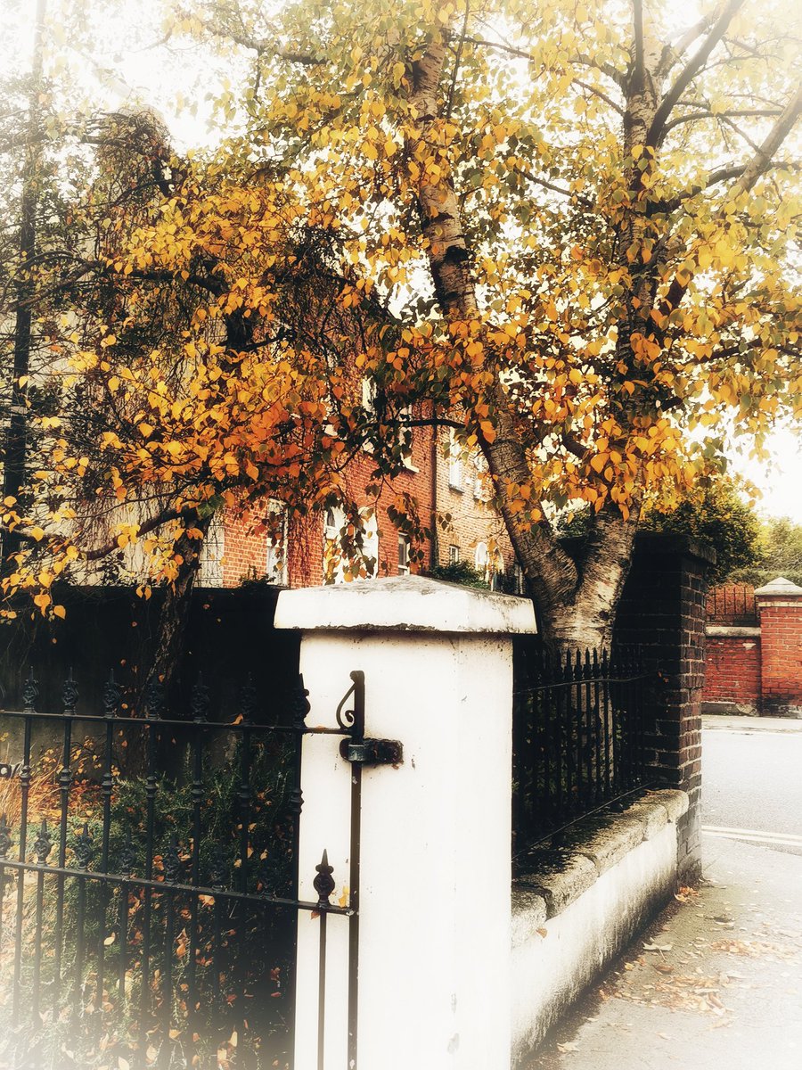 dubliner24's tweet photo. #autumn #walkabout
#stoneybatter #Dublin #Éire #photography #colour #PrussiaStreet #Lockdown2 #dublinlockdown #birch https://t.co/OvGPPKXJzb