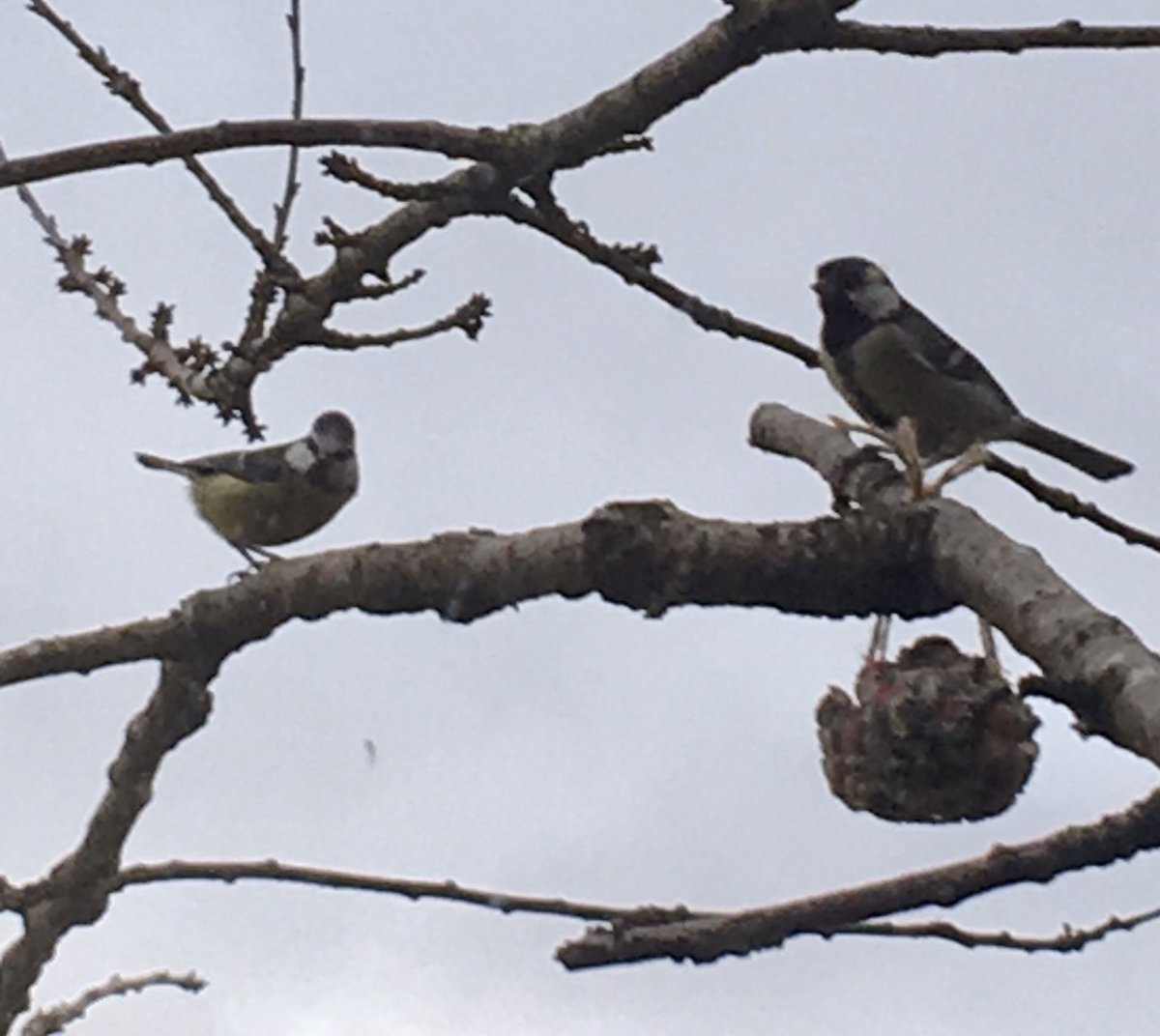 RiaDunkley's tweet photo. My constant #zoom call companions! #MEduc4 @UofGEducation https://t.co/moq0dVgBYh