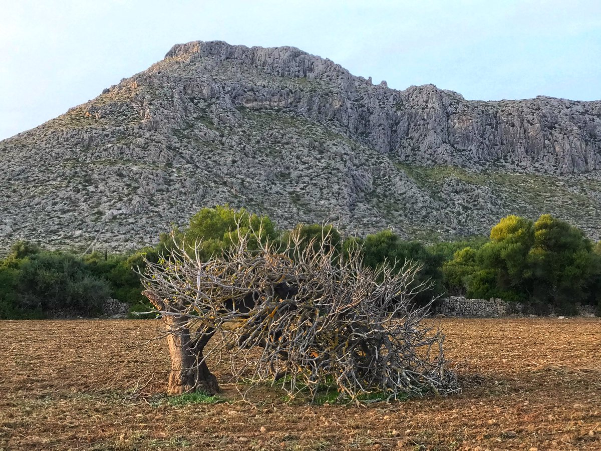 LesleyAtterwill's tweet photo. #Boquer #PortDePollença https://t.co/cz4z7YnLyC