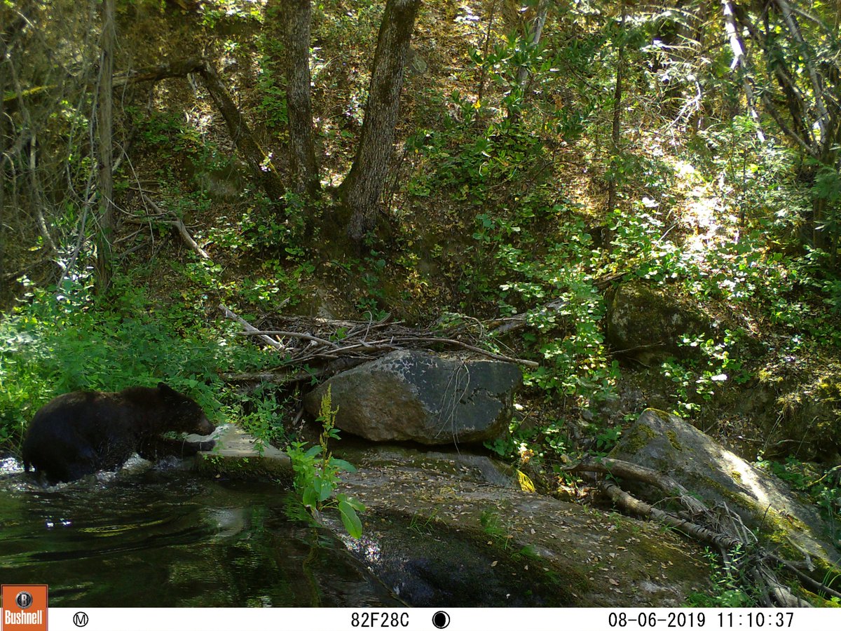 I want to love the Monster Wolf idea and the Wacky Inflatable Tube man idea as deterrents but I have my reservations (a thread). Most of these deterrents are often hailed as a innovation but the truth is somewhat more complex. The idea behind deterrents is to keep animals (1/?)