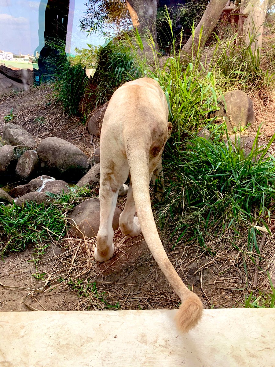 PsCyl's tweet photo. リズめっちゃ可愛かった🦁 https://t.co/4mzOpc92rY