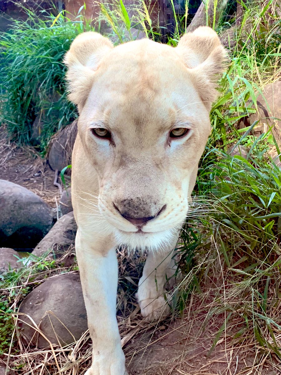 PsCyl's tweet photo. リズめっちゃ可愛かった🦁 https://t.co/4mzOpc92rY