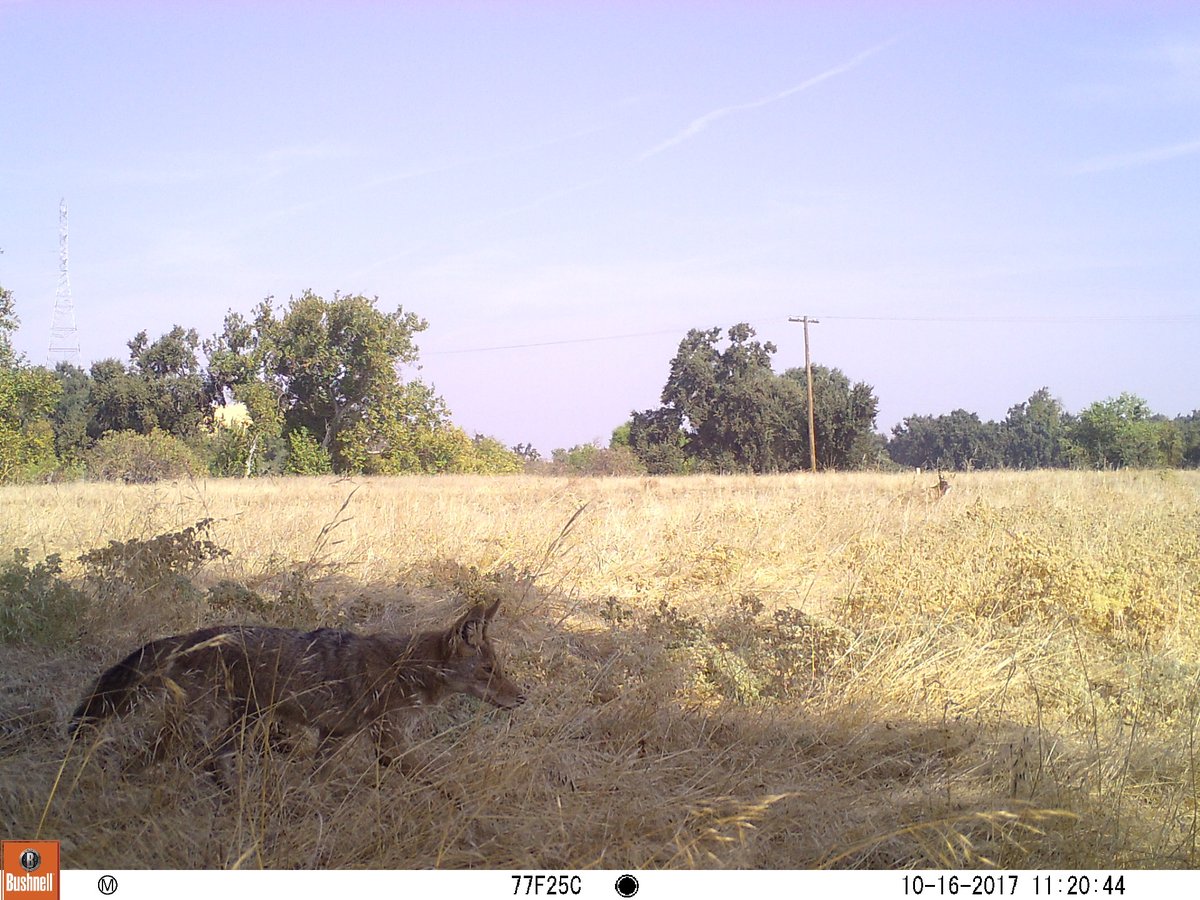 ... a coyote approaching a known livestock area with the intent to investigate the area and possibly take a lamb. By placing a deterrent you are making it riskier for the coyote since it has to weigh its options. Do I try and get a lamb and potentially risk running into a human..