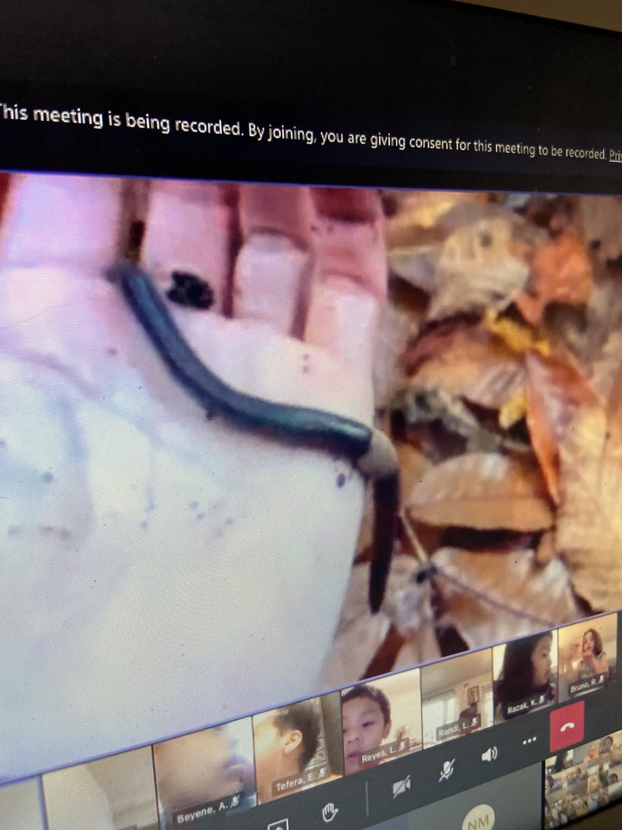 ckalkus's tweet photo. Earth science, camouflage, and lots of decomposers on our Zoo “field trip” today ⁦@MPSArlington⁩ ⁦@APSscience⁩ ⁦@APS_EarlyChild⁩ ⁦@APSVaSchoolBd⁩ https://t.co/oD5PsvkjVv