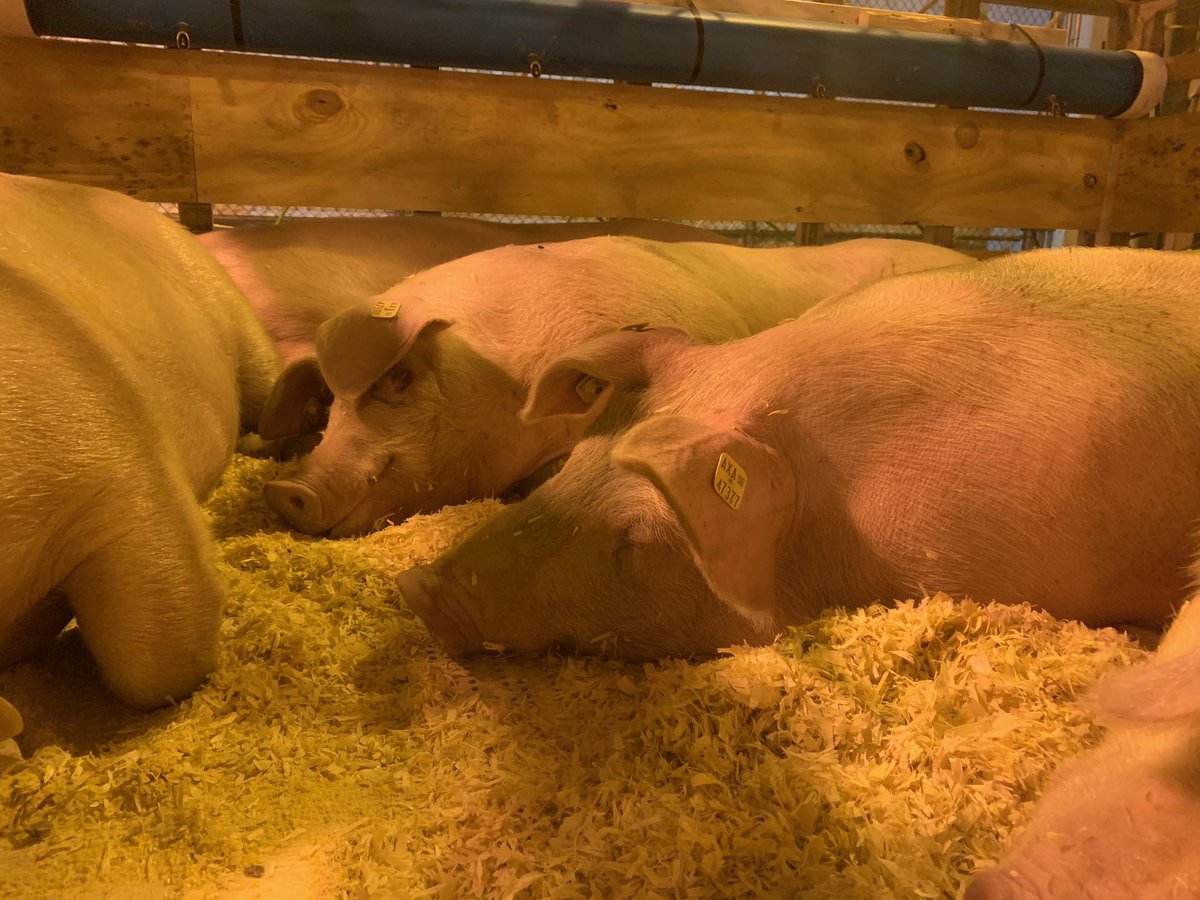 When Pigs Fly! Midwest Cargo Hub Commission &amp; <a href="/MOGov/">State of Missouri</a> announce Global Livestock Hub <a href="/flystl/">STL Airport</a> 1st ever live animal export from STL w/plane of >200 pigs departed for Brazil <a href="/WTCSTL/">WTC St. Louis</a> instrumental in project taking off! <a href="/bySeanMullins/">Sean Mullins</a> <a href="/timjnowak/">Tim Nowak</a> bit.ly/35mHR8q