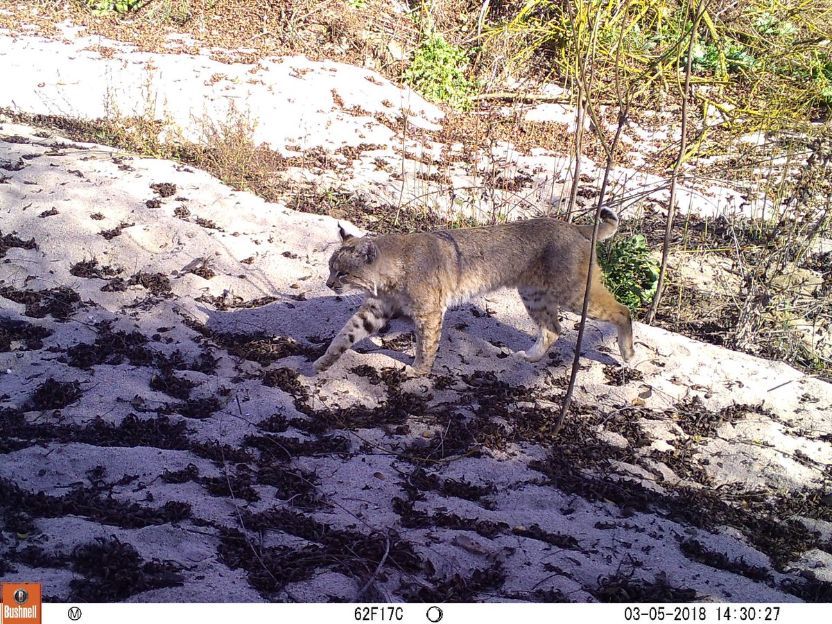 ...and the self preservation instinct is gone. Now the problem with Monster Wolf and Wacky Inflatable Tube Man is that they often have a predictable pattern. A set of moves and noises programmed into them. They are also usually not moved around the area. This predictability...