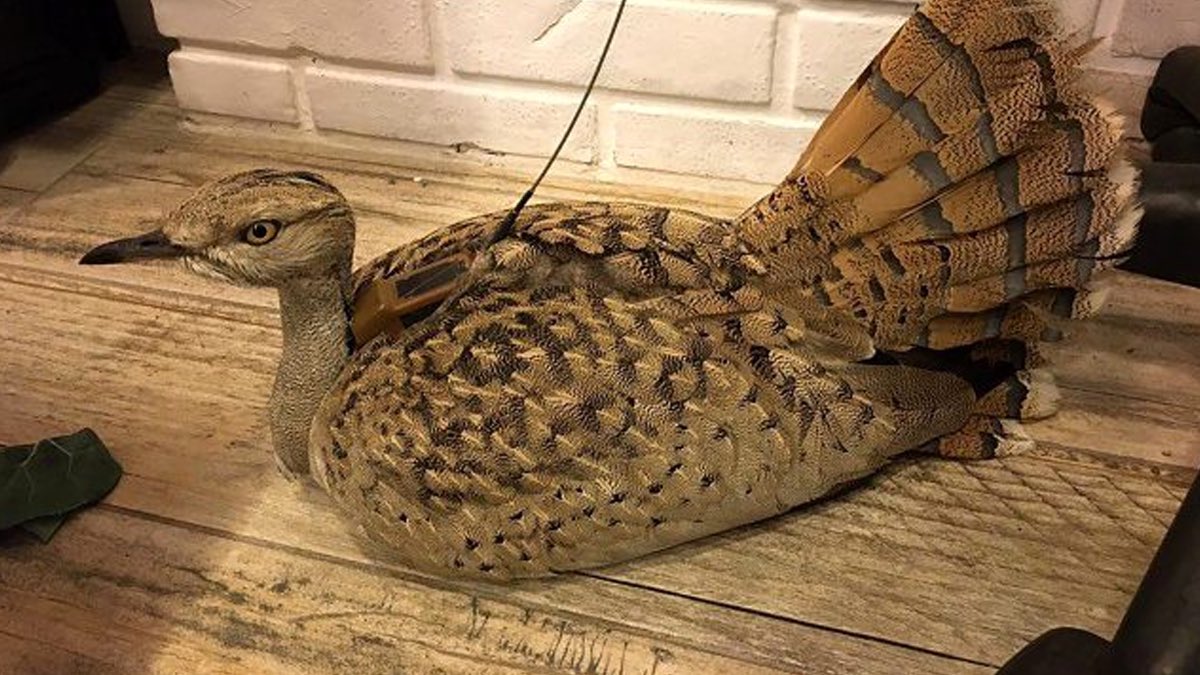 ciftpelin's tweet image. Anadolu&apos;da nesli tükendiği düşünülürken 22 gün önce Trabzon&apos;da yorgun halde bulunduktan sonra bakımı yapılıp doğaya salınan yakalı toy kuşu Yozgat&apos;ta vurulmuş halde ölü bulundu.
Kuş, uydu ve radyo frekansıyla takip ediliyordu. Çok üzüldüm. Sebep olanları Allah’a havale ediyorum😔