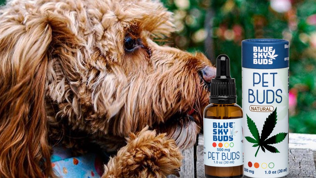 When you can't help but hang around till the very last drop 💧⁣😊

🤩Shop Now- bit.ly/2K1SMMI
⁣
#healthypet #cbdpets #cbdpet #cbdpets #cbdforanxiety #cbdwellness #petcbdoil #cbd #cbdfordogs #dogcbd #cbdoil #dogsofinstagram #dogsofIG #Instadogs #usdogsofinsta #usdogs