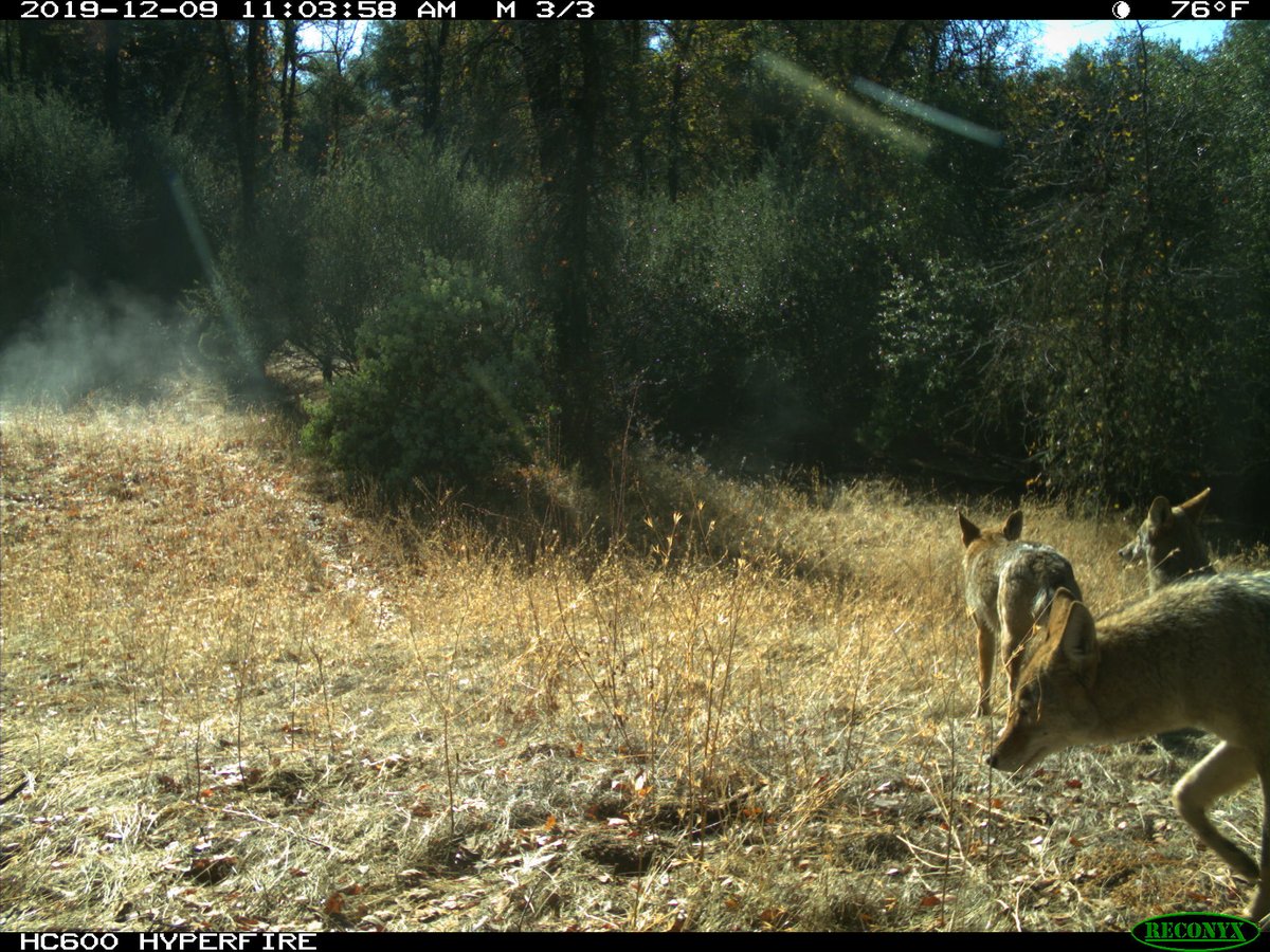 ...makes it easier for the predators to habituate to the stimuli and therefore pay no heed to it in a few months. The underlining danger is that these tools are viewed as innovative and since they work initially, follow-up tends to be slow if present at all and humans....