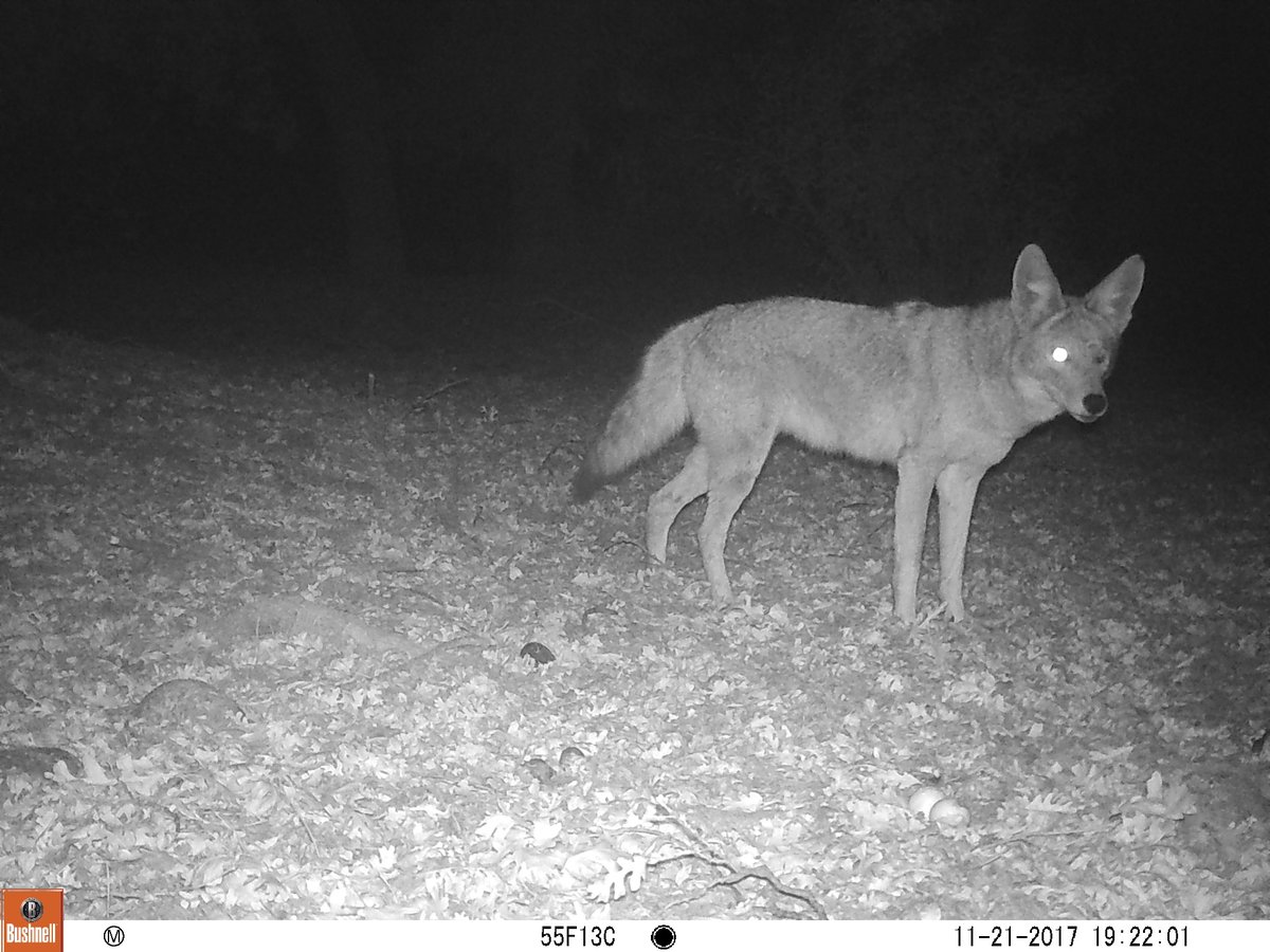 ...settle in a false sense of safety that this is the "silver bullet". If deterrents aren't switched around predators will become habituated to them and it will take a long time before the particular deterrent actually works well again. So whilst I like the idea I am also wary...