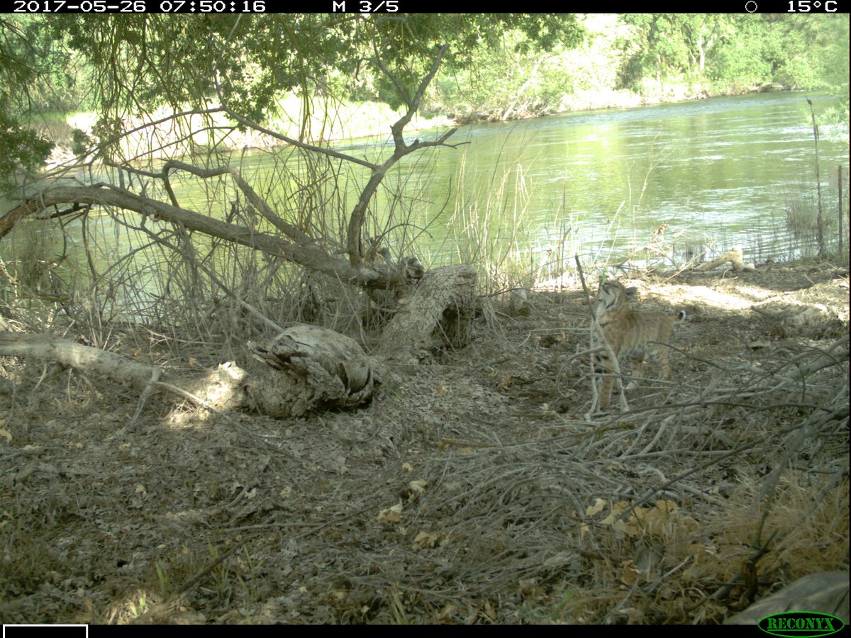 ...that it might lull people into a false sense of security and stop being effective after a few months. Happy to be proven wrong however and as technology advances, we can probably program some robots to provide different stimuli and be constantly ever changing.