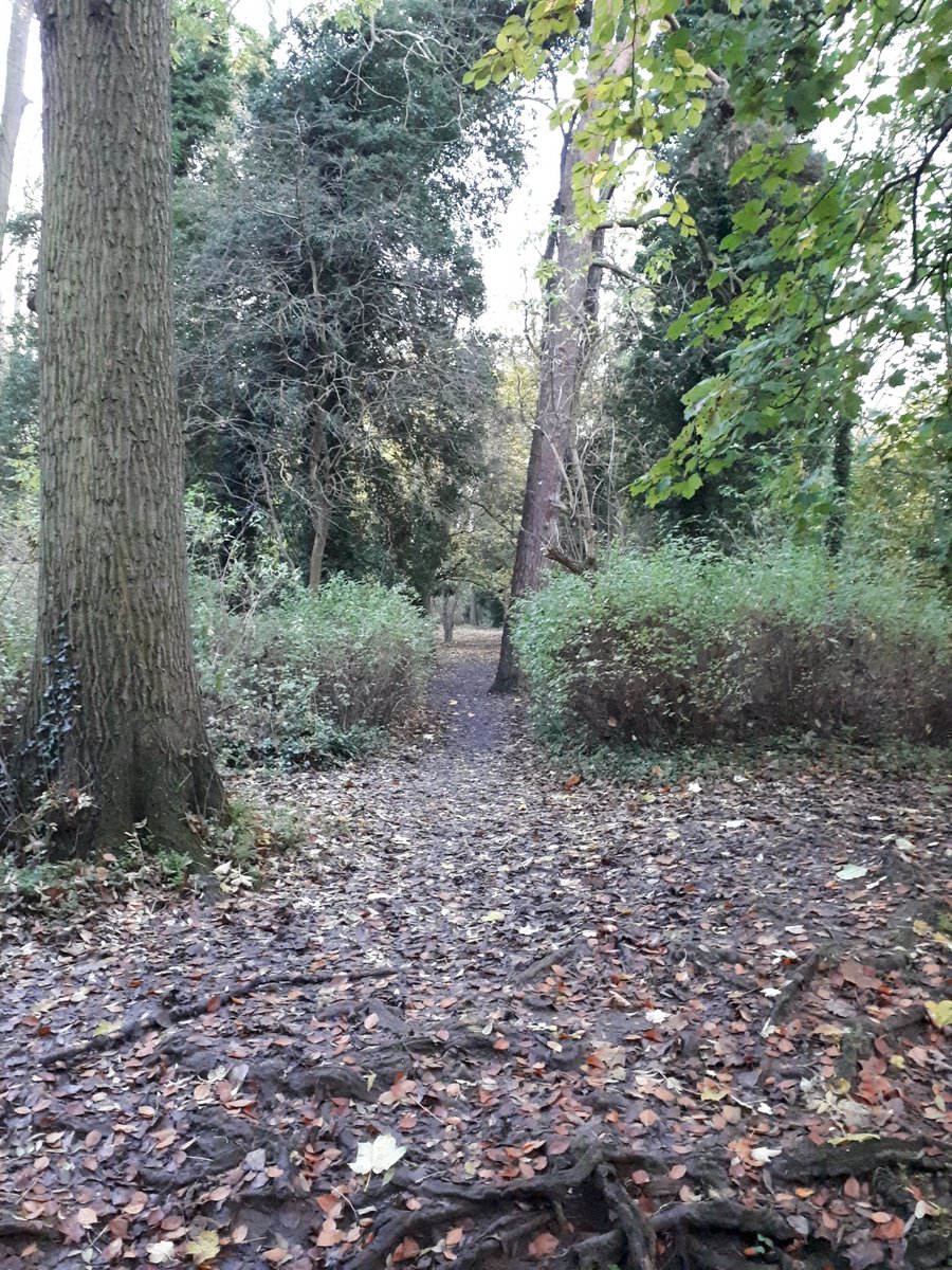 Spending a couple of hours feeding squirrels and sitting under a favourite tree, the fresh crisp air &amp; being shown where someone loves, is a great alternative to being in the system that they're faced with daily. #systemschange #PTS #justbeing