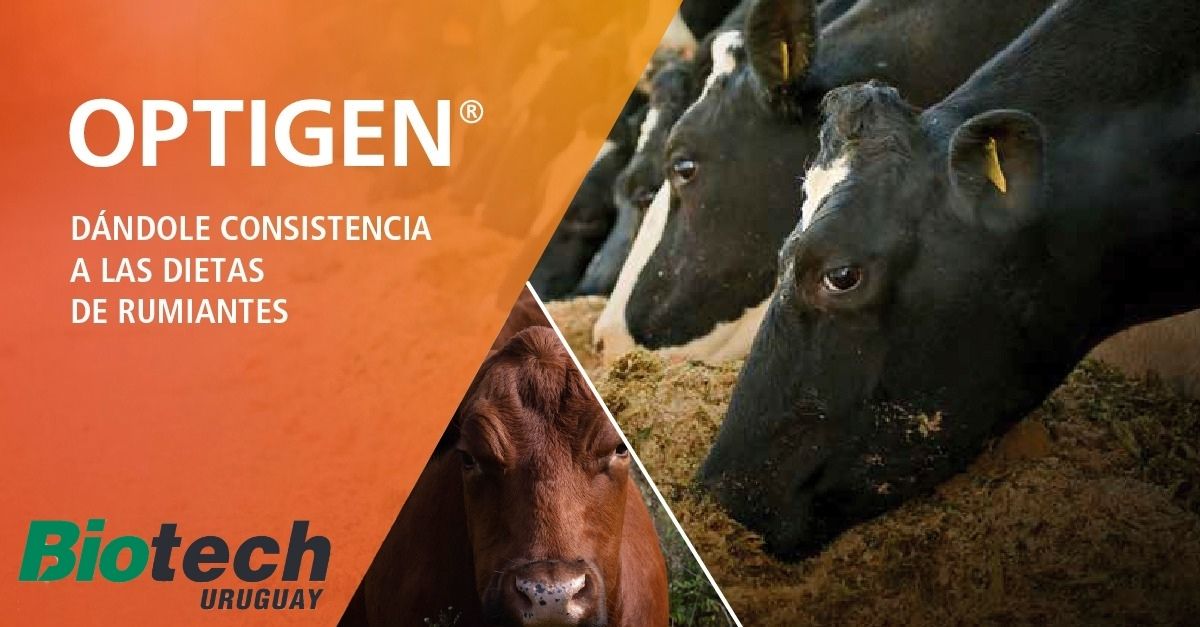 BiotechUruguay's tweet photo. Producción sustentable.
No te olvides del aporte de proteína en el preparto.
#Optigen https://t.co/RhpHEVQjNN