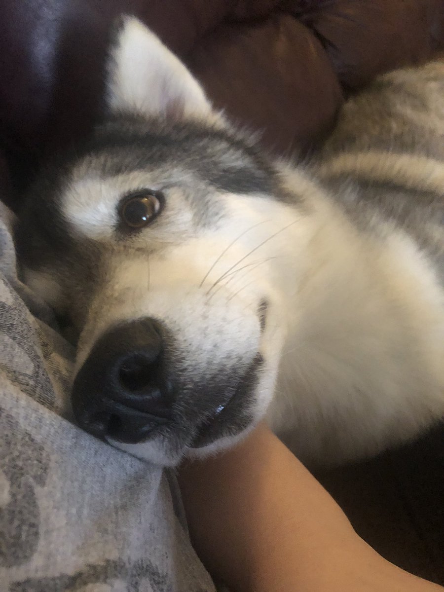 lucythehusky's tweet photo. Oh hey there https://t.co/qzGZoJ1Ttd