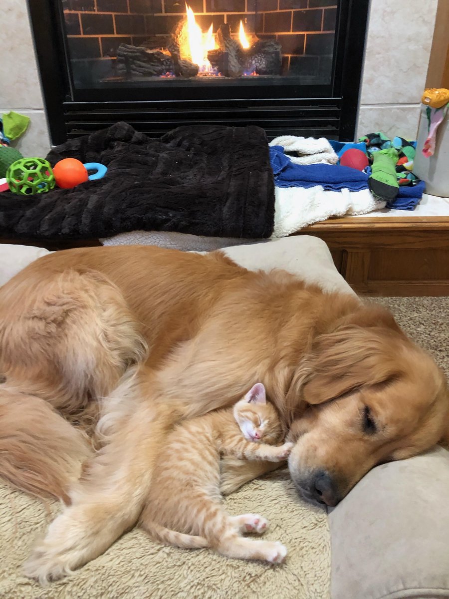 did someone ask for another dog snuggling a kitten pic