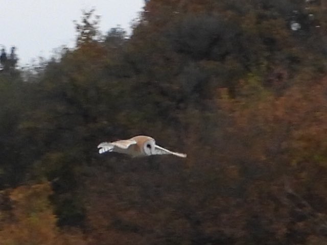 Poor sot of a SEO at Papercourt this afternoon. Distant and n fading light. The Barn Owls were more obliging!