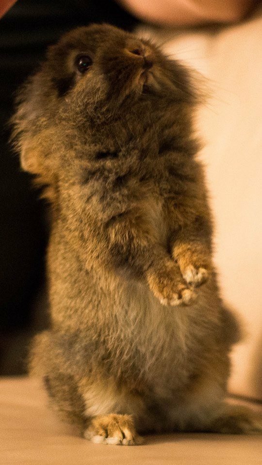 Throwing it back to my beautiful Marvin #ThrowbackThursday #twitterbun #misshim