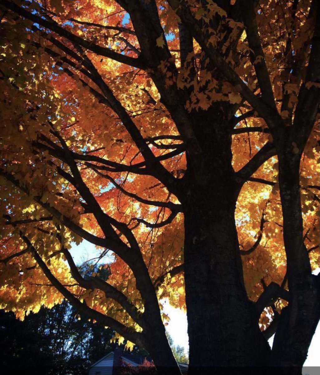 JRRTolkien's tweet photo. “For in autumn their leaves fall not, but turn to gold... golden is the roof, and its pillars are of silver, for the bark of the trees is smooth and grey.” ⠀
—The Fellowship of the Ring #Tolkien https://t.co/vMvxZFuusW