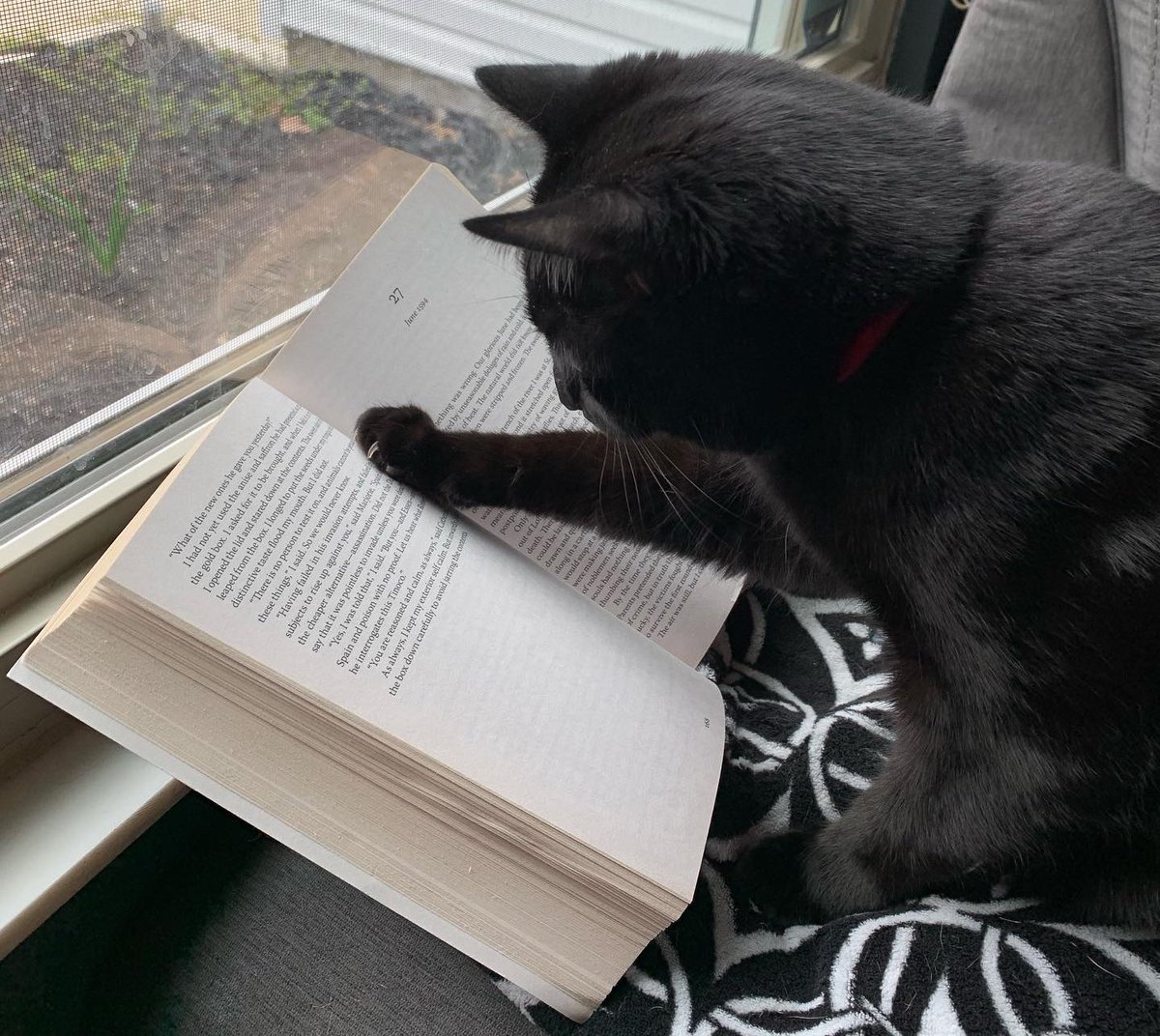 Cscc_LangInst's tweet photo. The #cat _________ the book right now. 

A. is reading 
B. reading 
C. is read

#CatsOfTwitter #grammar #presentprogressive #CSCC #ESLeducation #readbooks https://t.co/7oWdBz5UmZ