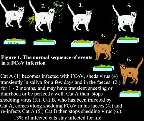 COMM3724Janse's tweet photo. FIP is spread through mostly spread through feces; or through saliva, coughing and infected inanimate objects. Purebred cats/kittens are known to have the FCoV antibodies. 70% of FIP deaths are Purebreds...Adopt don't shop🙏 https://t.co/DRxzWdyvY7